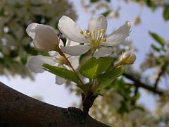 flowers09a (96)